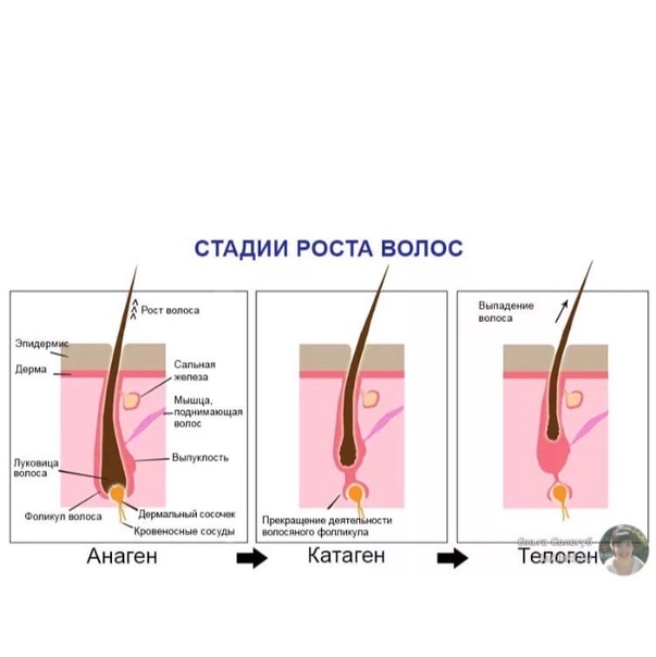 стадии роста волос